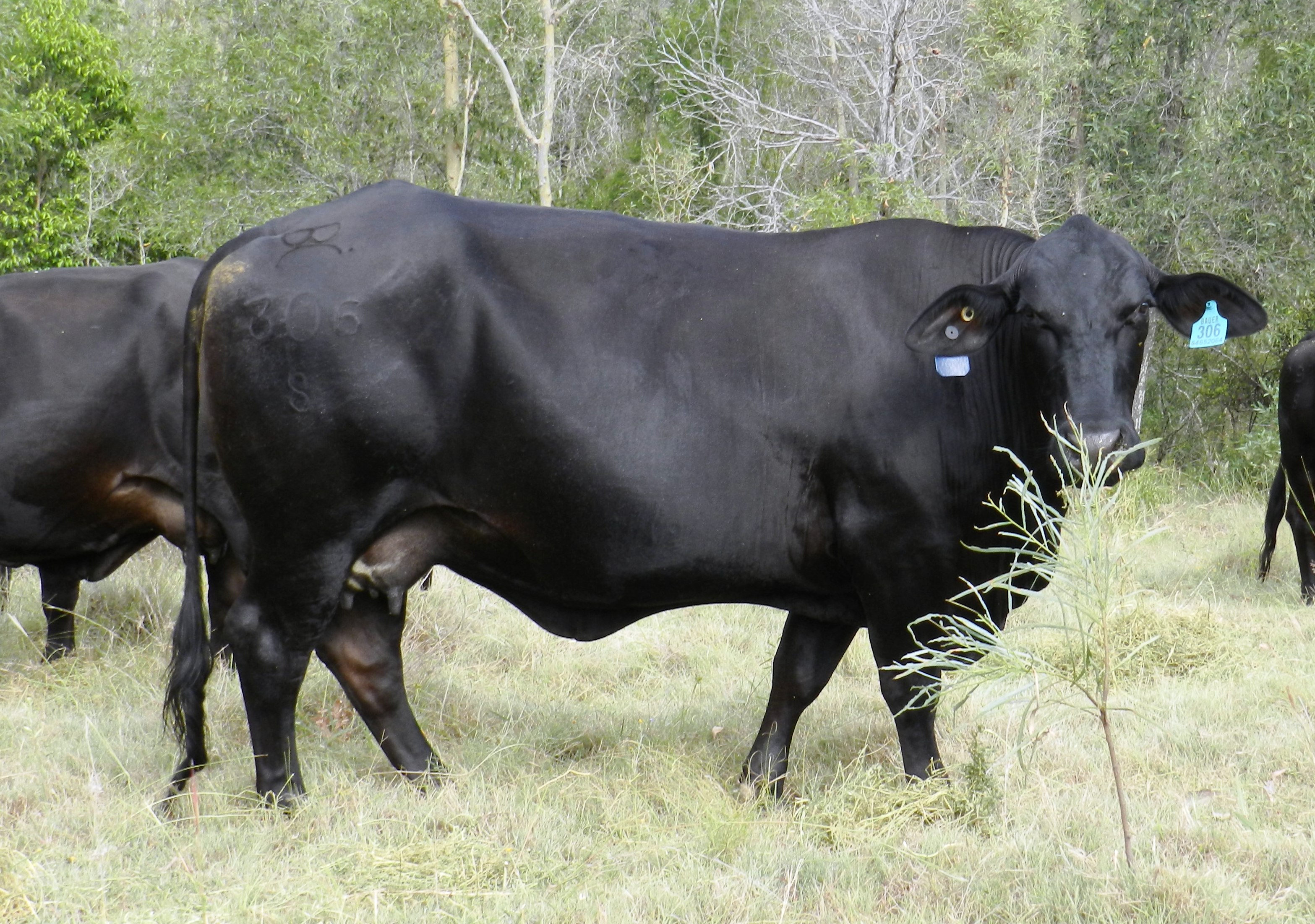 Elara Amy 2nd 306 (2012)
